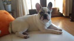 7 mois et 13 kg, en pleine forme ! Bonne continuation. Photo bouledogue français appartenant à M Hauquin