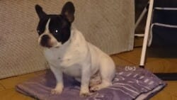 Jule bouledogue français caille appartenant à Mme Derrible