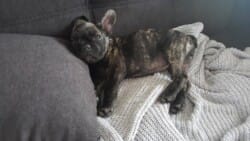 chiot bouledogue français bringé appartenant à M et Mme Rolland PHOTO chiot bouledogue français bringé appartenant à M et Mme Rolland