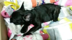 Lara chiots bouledogue français bringé de M et Mme Millet