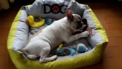 Du haut de mes 4 mois et de mes 8 kg, je suis la coqueluche de tous et notamment de l'école des chiots où je vais avec grand plaisir. Assis - coucher-debout-pas bouger sont évident. Luka vous fait de gros bizous