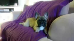 Nelson appartenant à mme ETCHEGARAY