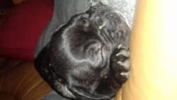 Voici moly très affectueuse intelligente un petit amour de chien qu'on ne peut plus se passer