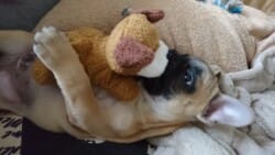 Naiko photo chiot bouledogue français fauve appartenant à Melle vanpeene anne