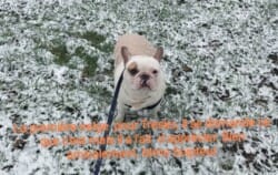 Bouledogue français caille fauve Bouledogue français caille fauve