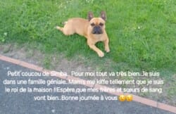 Petit coucou de Symba. Pour moi tout va très bien. Je suis dans une famille géniale. Mam's me kiff tellement que je suis le roi de la maison!!! Espère que mes freres et soeur de sang vont bien. Bonne journée à vous Petit coucou de Symba. Pour moi tout va très bien. Je suis dans une famille géniale. Mam's me kiff tellement que je suis le roi de la maison!!! Espère que mes freres et soeur de sang vont bien. Bonne journée à vous