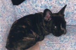 photo bouledogue francais BRING2