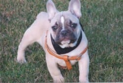 photo bouledogue francais FAUVE