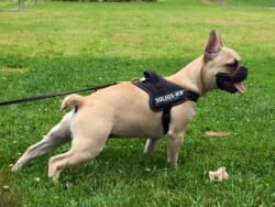 Marcel appartenant à M et Mme Legouic