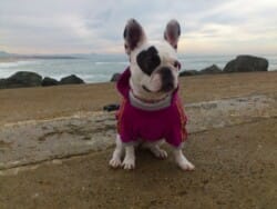 photo bouledogue francais caille avec coquard