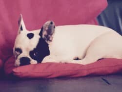 Ginette femelle bouledogue noir et blanche appartenant à M et Mme Plon