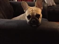 molly appartenant a mme jessica perrier