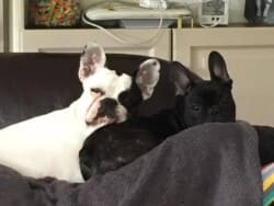 Ginette bouledogue français caille et maurice chiot bouledogue bringé