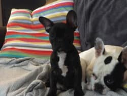 Ginette et Maurice appartenant à M et Mme Plon