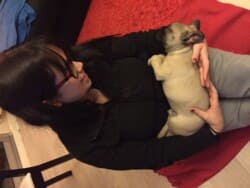 Loki chiot bouledogue appartenant à M Farina