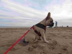 Lucie chiot bouledogue fauve de 4 mois