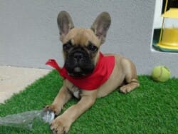 Bonjour Sybille, Voici maintenant 2 semaines et demi que nous avons Oscar à la maison (mâle fauve de la portée de Vicky). Nous vous remercions grandement pour votre accompagnement et précieux conseils. Nous sommes très heureux. Oscar est un amour ! et grandi très vite. Déjà 4.5 kg :-) Bonjour Sybille, Voici maintenant 2 semaines et demi que nous avons Oscar à la maison (mâle fauve de la portée de Vicky). Nous vous remercions grandement pour votre accompagnement et précieux conseils. Nous sommes très heureux. Oscar est un amour ! et grandi très vite. Déjà 4.5 kg :-)