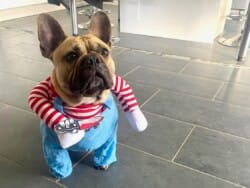 Uggy Fin Decembre 2024 Uggy 2025