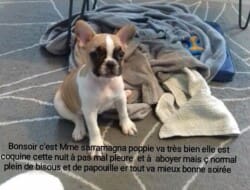 Bonsoir c'est madame Sarramagna, Poppie va tres bien, elle est coquine, cette nuit à pas mal pleuré et a aboyer mais c'est normal pour sa 1ere nuit. Plein de bisous et de papouille et tout va mieux bonne soirée Bonsoir c'est madame Sarramagna, Poppie va tres bien, elle est coquine, cette nuit à pas mal pleuré et a aboyer mais c'est normal pour sa 1ere nuit. Plein de bisous et de papouille et tout va mieux bonne soirée