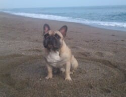 Ckismo appartenant à M et Mme Dunet