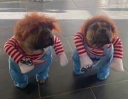 Uggy et Uggo Fin Decembre 2024 Uggy et Uggo Fin Decembre 2024