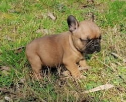 BB bouledogue français mâle 1400 euros BB bouledogue français mâle 1400 euros