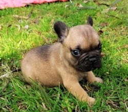 BB bouledogue français mâle au prix de 1400 euros BB bouledogue français mâle au prix de 1400 euros