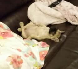 Miss Maddie à la maison bleue
La famille s' agrandit 😉