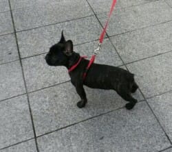 Lara: 1 ere virée en laisse après le vaccin
Depuis mon "papa" m'entrainne pour les prochains JO 1 ere virée en laisse après le vaccin Depuis mon "papa" m'entrainne pour les prochains JO