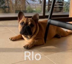 Rio mâle bouledogue français fauve rouge Rio mâle bouledogue français fauve rouge