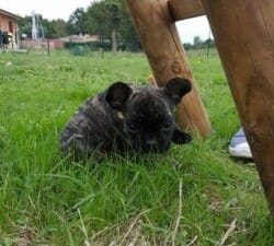 Chiot femelle bouledogue français bringé appartenant à M et Mme Rolland