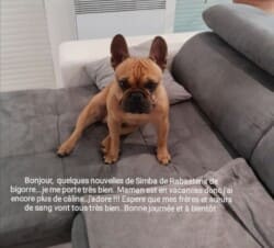 Bonjour, quelques nouvelles de Simba de Rabastens de Bigorre…. Je me porte très bien....Maman est en vacances donc j'ai encore plus de câlins....J'adore!! Espère que mes frères et sœurs de sang vont tous très bien …Bonne journée et à bientôt