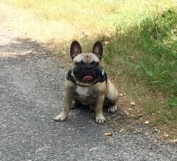 Re bonjour
Voici quelques photos récentes de Loki en
pleine forme!
Bonne soirée
Cyril Farina