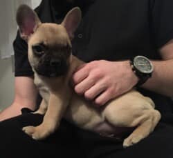 Méo chiot bouledogue français fauve appartenant à Mr Perez et Melle Frederic