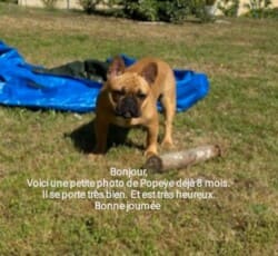 voici une photo de Popeye 8 mois. Il se porte tres bien et il est tres heureux. Bonne journée