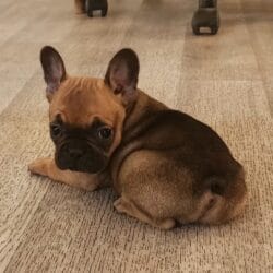 Chiot bouledogue français femelle fauve rouge 1480 euros Chiot bouledogue français femelle fauve rouge 1480 euros