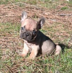 Chiot bouledogue français mâle 1400 euros Chiot bouledogue français mâle 1400 euros