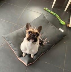 Bonjour à vous deux.
Et voilà déjà un an que cette boule de poils est arrivé (portée de Vanessa et d’hibernatus le 28/07/18)
Quelque photos pour vous montrez à quel point elle est magnifique, rdv véto : 10,9 kg et ok à tous les examens clinique. Elle est bien têtue normal pour la race mais obéis comme il faut.
Très sociable et nous pouvons l’emmener partout (resto et café) la voiture nickel.
Encore merci pour le travail que vous faite auprès d’eux.
Bien à vous
Aline constant Soustons Opale bouledogue français caille fauve