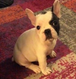 Ginette chiot bouledogue français caille appartenant à M et Mme Plon