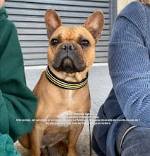 Avril 2022: Bonjour Mme Dubois, ci joint des photos de Salsa. Elle va bien est adorable et sociable, voyage parfaitement bien avec nous, elle en a vu des choses en 1 an et supporte trés bien les long voyage en voiture