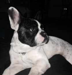 igor de Mme Aline El founi