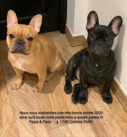 Nous vous souhaitons une tres bonne année 2020 ainsi qu'a toute votre petite tribus à 4 pattes!!!
Pippa et Paco!
Cdlt
Corine Paini
