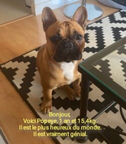Voici Popeye, 1 an et 15,4 kg. Il est le plus heureux du monde. Il est vraiment génial. Voici Popeye, 1 an et 15,4 kg. Il est le plus heureux du monde. Il est vraiment génial.