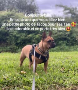 Novembre 2023: Bonjour Sybille, En espérant que vous allez bien, une petite photo de Tacos pour ses 1 an. Il est adorable et se porte très bien Novembre 2023: Bonjour Sybille, En espérant que vous allez bien, une petite photo de Tacos pour ses 1 an. Il est adorable et se porte très bien
