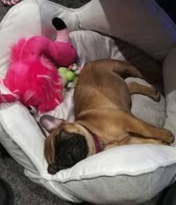 Bonjour, Phoebe va très bien. Elle s'adapte parfaitement avec nous. Merci pour tout. Mme Emile Belfan