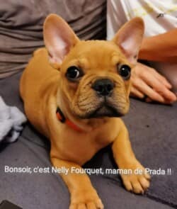 bonsoir c'est Mme Nelly Fourquet maman de Prada !! bonsoir c'est Mme Nelly Fourquet maman de Prada !!