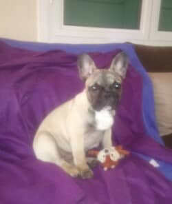 Je prends enfin le temps de vous donner des nouvelles de Nelson que nous sommes venus chercher chez vous le 04/09/2017.
Comme vous prouvez le voir sur les photos jointes, il se porte très bien !!
A presque 4 mois, il pèse déjà plus de 8kg ce qui fait dire à notre vétérinaire qu'il sera très costaud à l'âge adulte.
C'est un amour de chien avec un sacré caractère !!