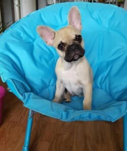 MAIKO né le 31 Mars 2016