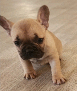 Chiot bouledogue français femelle fauve dorée 1480 euros Chiot bouledogue français femelle 1480 euros