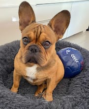 Juillet 2022 : Tout d'abord j'espère que vous allez bien, voici une photo de notre Pétrus qui est un chien vraiment adorable. Nous sommes sous le charme de cette race tellement attachante. Petrus à maintenant 8 mois et il pèse 15 kg, le vétérinaire nous dit d'arreter les croquettes chiot et passer aux croquettes adultes car les croquettes pour chiot sont trop riche. Que me conseillez vous comme croquettes ? Nous prenons encore celle que vous nous avez dit de prendre donc j'ai pris les mêmes mais pour adultes et je trouve que Petrus les boudent. Vous avez une idée ? Merci pour votre retour, bien cordialement,